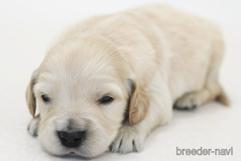 販売中の神奈川県のミックス犬-374598の3枚目